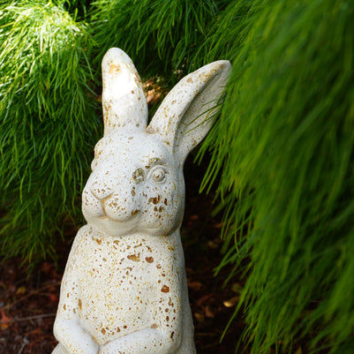 Timeless Rabbit