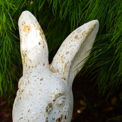 Timeless Rabbit