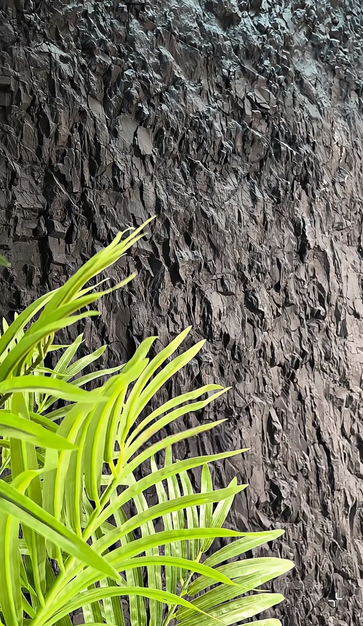 Close-up of a green plant against a textured dark background