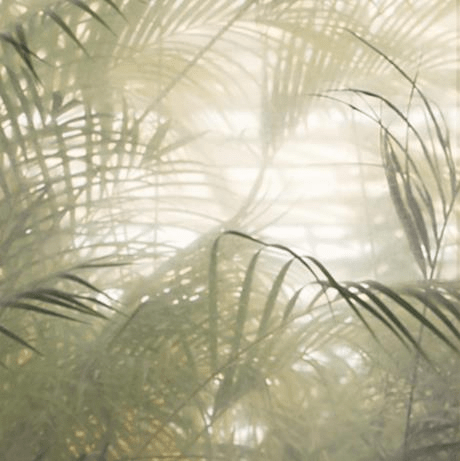 MistLeaf